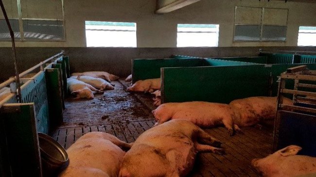 Imagen 1. Es importante responder nutricionalmente a las elevadas exigencias nutricionales de las cerdas hiperprolíficas a final de gestación para reducir los problemas neonatales en el postparto.