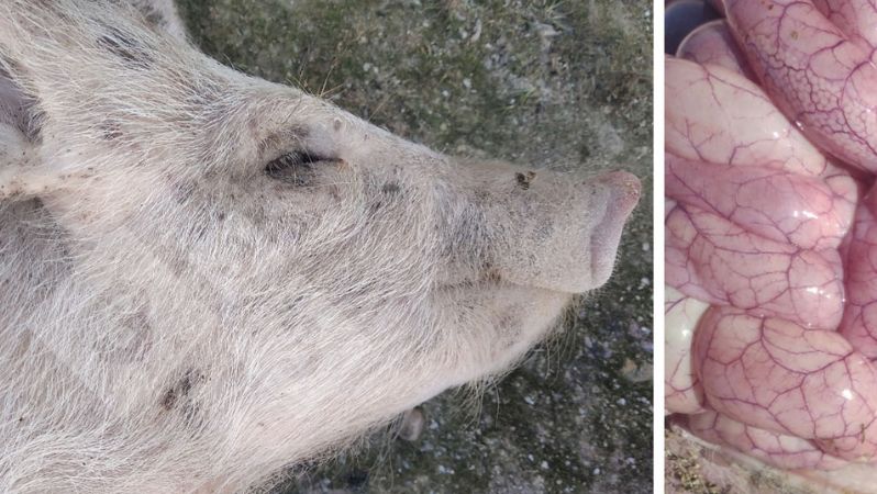 Foto 3 y 4: Aspecto del intestino de un lech&oacute;n afectado por Colibacilosis.
