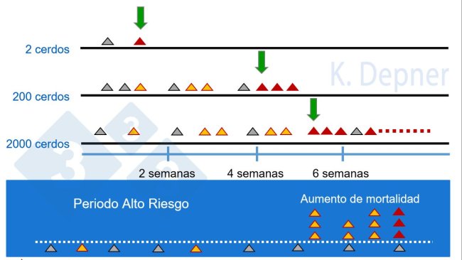 Figura 1. Periodo de alto riesgo y tamaño de la granja. En las pequeñas suele ser más fácil la detección temprana de PPA debido al reducido número de animales, mientras que en las grandes los primeros animales enfermos o muertos pueden pasar desapercibidos.