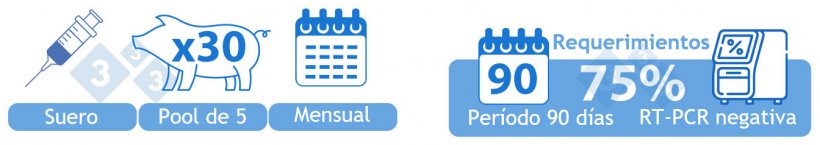 Positiva inestable baja prevalencia (I-B). OPCI&Oacute;N 1) Suero de 30 lechones al destete analizados mensualmente en &ldquo;pooles&rdquo; de cinco. Se requiere que el setenta y cinco por ciento (tres de cada cuatro) de los muestreos sean PRRSv negativos (mediante RT-PCR) durante un per&iacute;odo de 90 d&iacute;as para pasar a esta categor&iacute;a.
