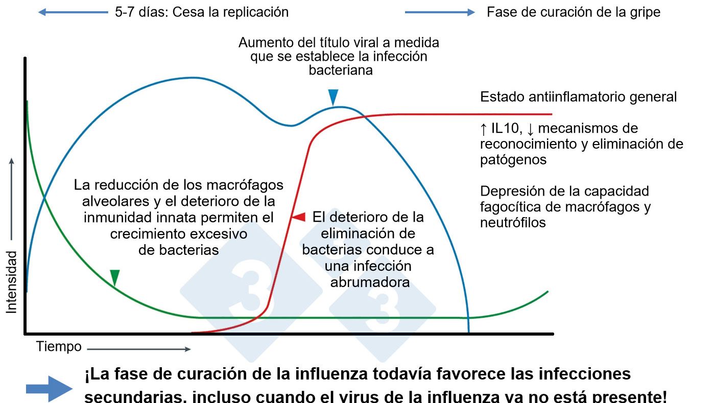 Figura 1. Modificado de McCullers, 2014
