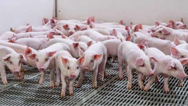 Desarrolladas múltiples camadas sanas de lechones castrados de forma natural a través de la cría de precisión.
