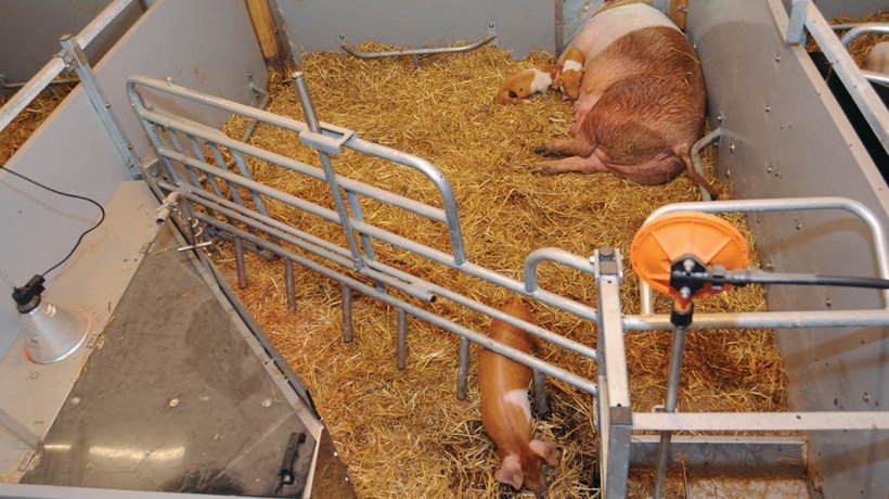 The farrowing pen is designed in an open and clearly structured way, with the piglet nest and trough located at the corridor.
