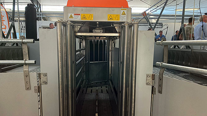 La puerta de entrada de TriSort está abierta cuando la báscula está vacía. Cuando un cerdo entra, la puerta se cierra automáticamente a consecuencia del cambio de peso en la báscula y comienza el proceso de pesaje de tres segundos de duración. Después, se abre la puerta automáticamente.