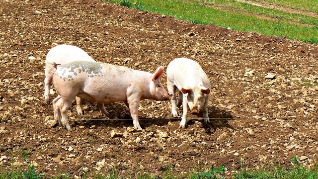 Las normas de la UE sobre el bienestar de los animales de granja necesitan  cambios