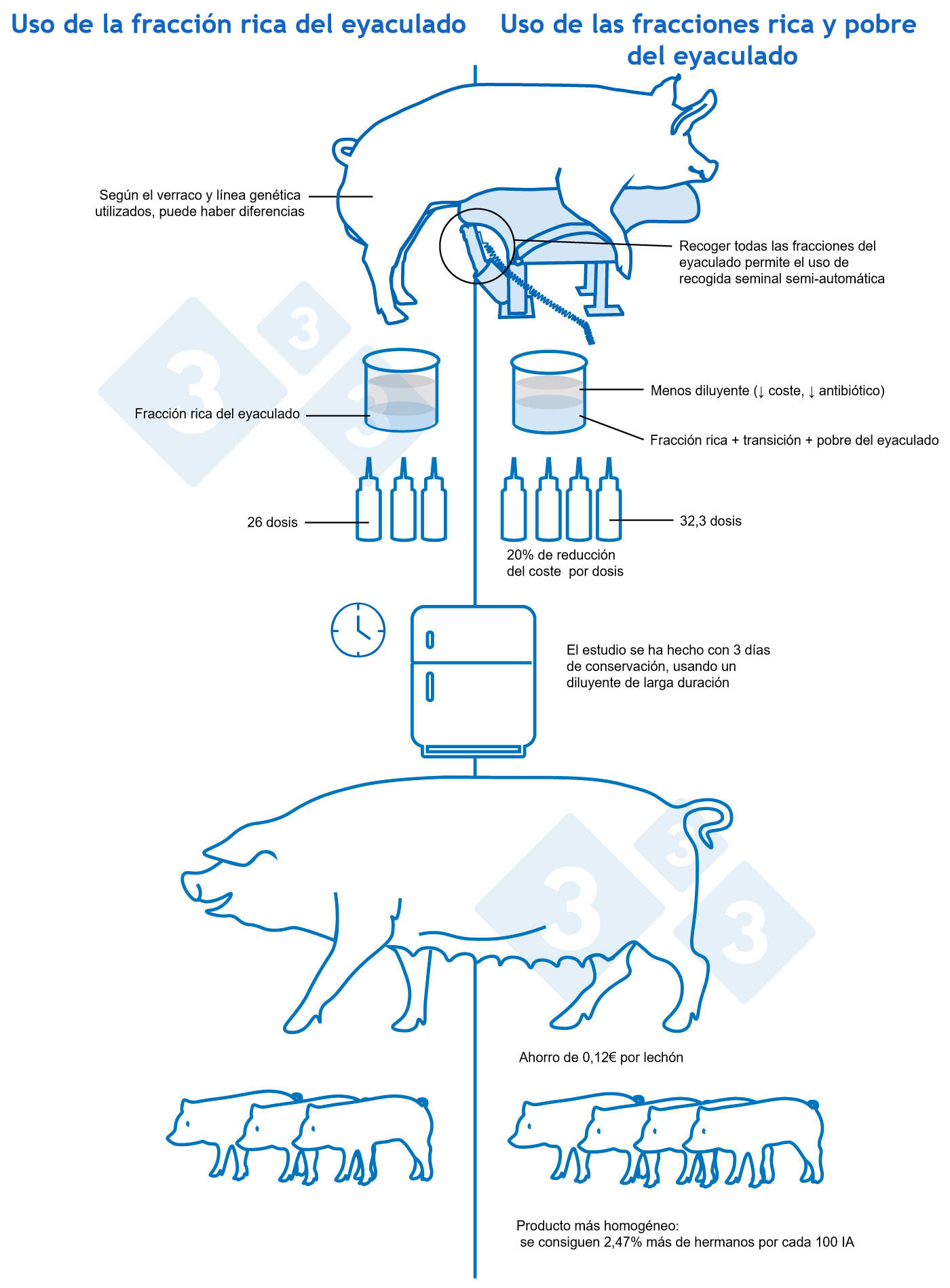 Qué fracciones del eyaculado usamos para las dosis de IA en cerdos? -  Artículos - 3tres3 LATAM, la página del Cerdo