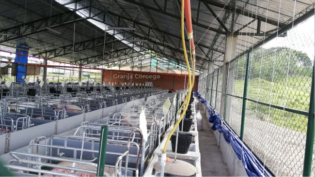 Sala de maternidad, Granja Córcega. Las Lajas Agropecuaria S.A.S.