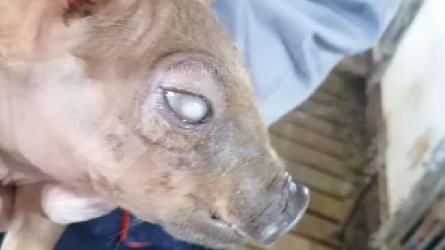 Imagen 1. Cerdo con opacidad corneal.