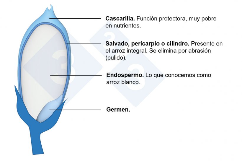 Componentes del grano de arroz.