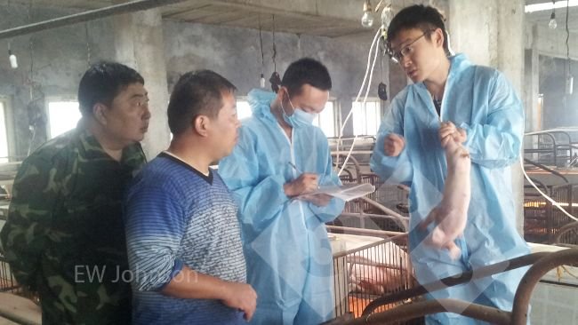 Figura 1. La visita a la granja. James Herriot le dijo al veterinario de la granja: "¡Debes asistir!"