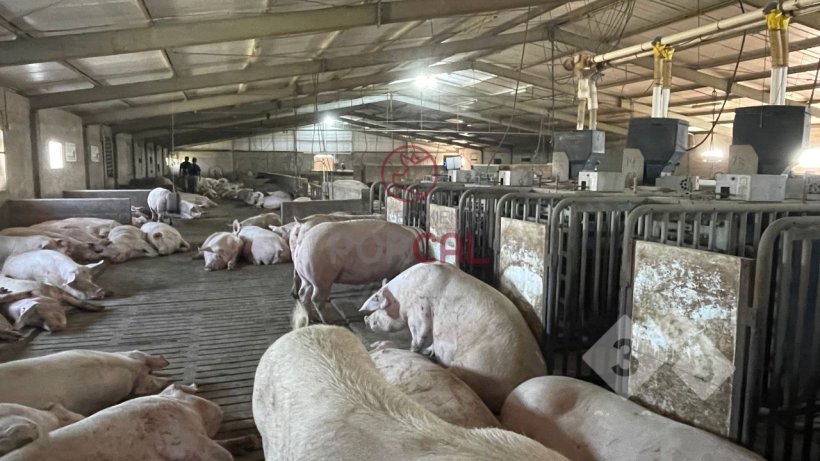 Los corrales cuentan con alimentaci&oacute;n autom&aacute;tica
