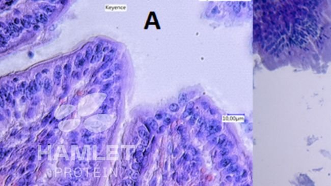 Figura 2. Imágenes con microscopio electrónico de la mucosa intestinal de lechones alimentados con: (A) harina de soja procesada enzimáticamente para reducir el contenido de factores antinutricionales (izquierda) y (B) harina de soja convencional (derecha). En la imagen B se aprecian lesiones claras. Imágenes con copyright de Hamlet Protein.
