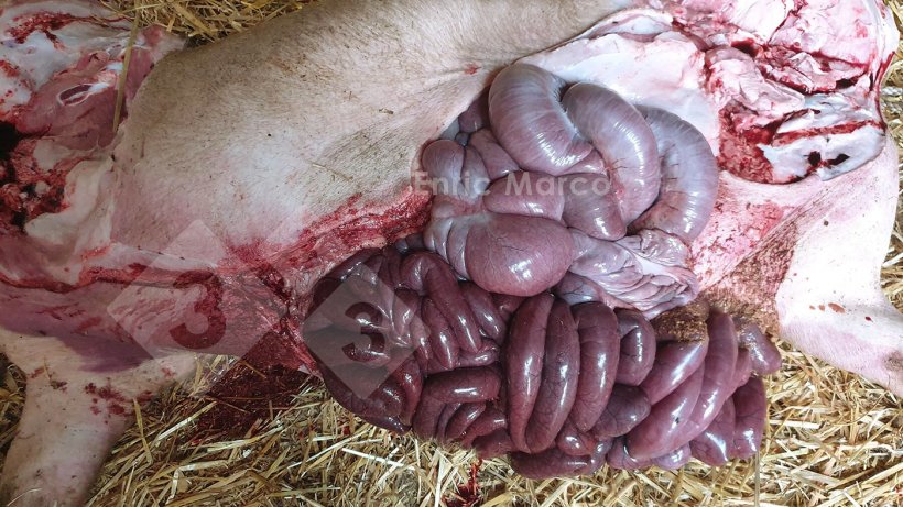 Foto 2. Necropsia de un cerdo afectado por el s&iacute;ndrome del intestino hemorr&aacute;gico causado por una torsi&oacute;n g&aacute;strica.
