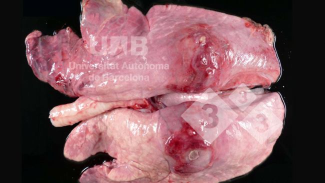Figura 1. Pleuropneumonia fibrino-necrotizante compatible con App. Fuente:&nbsp;UAB.
