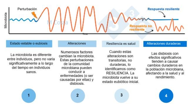 Figura 1 - Diagrama hipotético que representa la respuesta de la microbiota a una perturbación. 1) Los individuos sanos tienen un grado normal de variación de su microbiota, que no conduce a enfermedades (esto se denomina eubiosis). 2) Una perturbación (por ejemplo, el estrés térmico) puede conducir a la inestabilidad de la microbiota, causando la enfermedad. 3) La microbiota resiliente volverá a un estado parecido al anterior a la perturbación, en el que no hay enfermedad. 4) La microbiota que no sea resiliente no se "recuperará", por lo que sufrirá disbiosis y enfermedad.