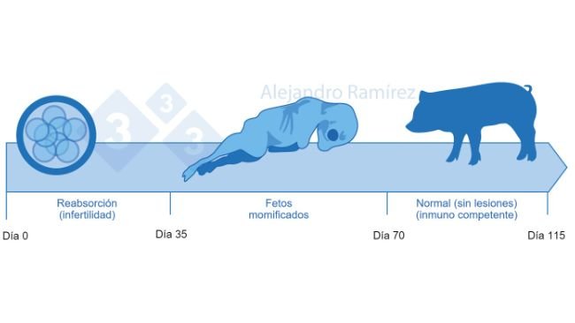 Infertilidad y fetos momificados debido a Parvovirus.