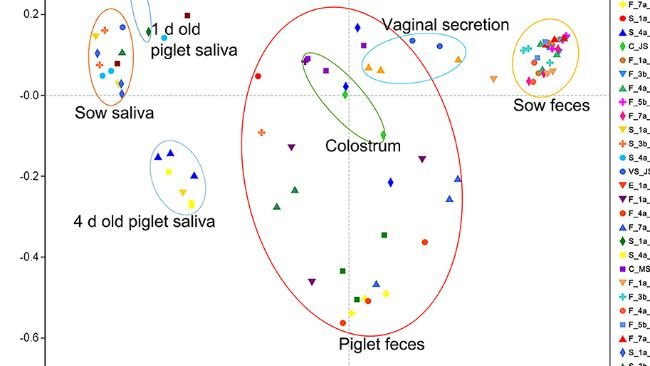 Figura 2. Risultati dell'analisi PCoA della diversità microbica dei campioni di suini Jinfen White e Mashen. Risultati dell'analisi delle coordinate principali (PCoA) della saliva della scrofa e del suinetto, dell'ambiente dell'ambiente parto, delle feci della scrofa e del suinetto, del colostro e della secrezione vaginale della scrofa. La coordinata principale 1 (PC1) rappresenta la quantità del microbiota, la coordinata principale 2 (PC2) rappresenta l'uniformità della comunità microbica.