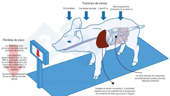Figura 3. Uno de los costes extra de una alerta prolongada es la disminución del apetito y, en consecuencia, un periodo de engorde más largo. Dado que la presión de los factores de estrés ambiental afecta de forma diferente a cada animal, se producirá una diferenciación en el peso de los lechones destetados o cerdos de engorde de la misma edad. La diferenciación de peso entre animales de la misma edad puede tener graves consecuencias económicas. Además, especialmente en animales jóvenes, una dieta que no contenga nutrientes esenciales para reforzar la resistencia antiinfecciosa puede hacer que los animales sean más vulnerables.