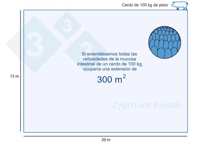 Figura 1. La mucosa intestinal de un cerdo de engorde de 100 kg ocupa unos 300m2.
