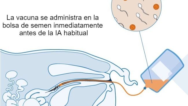 Figura 1. Propuesta de mecanismo para la vacuna intrauterina: La vacuna intrauterina se administra en el útero durante la inseminación artificial estándar o post cervical para generar una respuesta inmunitaria celular y mediada por anticuerpos en las cerdas. Se producen anticuerpos calostrales, que se transmiten a los lechones.