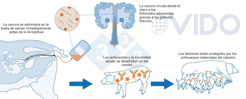 Figura 1. Propuesta de mecanismo para la vacuna intrauterina: La vacuna intrauterina se administra en el &uacute;tero durante la inseminaci&oacute;n artificial est&aacute;ndar o post cervical para generar una respuesta inmunitaria celular y mediada por anticuerpos en las cerdas.&nbsp;Se producen anticuerpos calostrales, que se transmiten a los lechones.
