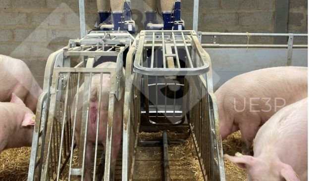 Foto 1. Comederos automáticos en una sala de gestación en UE3P, capaces de mezclar dos dietas y distribuir cada día una ración diferente para cada cerda gestante.