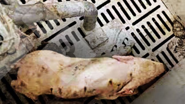 Figura 1.&nbsp;Lech&oacute;n con fiebre >40&deg; C, incoordinaci&oacute;n, temblor, depresi&oacute;n y diarrea.
