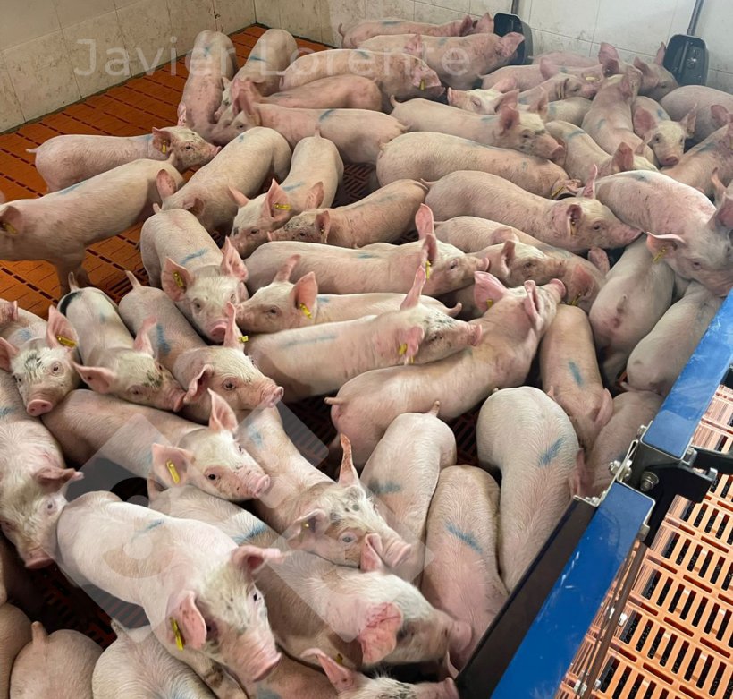 Foto 6. Lechones reci&eacute;n entrados sin separar. El exceso de animales provoca un elevado nivel de estr&eacute;s.
