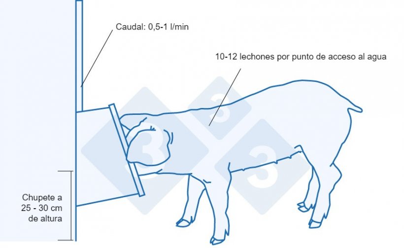 Recomendaciones para el bebedero de los lechones recién destetados