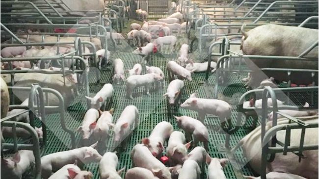 Figura 1. Un grupo de lechones&nbsp;socializado en la maternidad.
