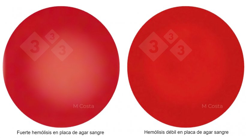 Figura 1. Diferencia visual entre las cepas de Brachyspira fuertemente hemol&iacute;ticas (izquierda) y d&eacute;bilmente hemol&iacute;ticas (derecha). Fotos tomadas en agar sangre de oveja al 5%, la transparencia es indicativa de hem&oacute;lisis (descomposici&oacute;n de los gl&oacute;bulos rojos).
