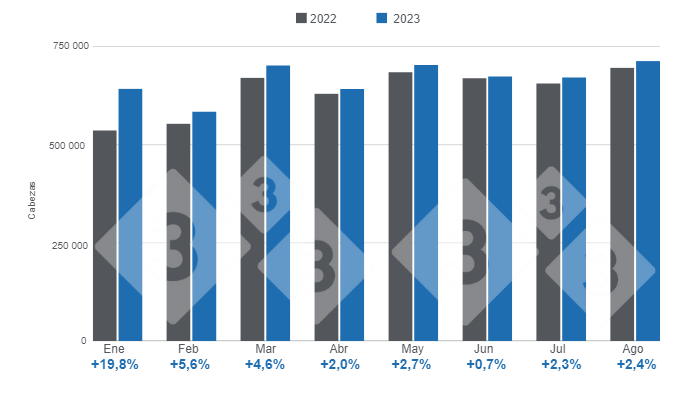 Gr&aacute;fico 1. Faena mensual de porcinos en el per&iacute;odo enero - agosto, variaciones respecto a 2022.&nbsp;Elaborado por el Departamento de Econom&iacute;a e Inteligencia de Mercados de 333 Latinoam&eacute;rica con datos de la Secretar&iacute;a de Agricultura, Ganader&iacute;a y Pesca&nbsp;del Ministerio de Econom&iacute;a de Argentina.&nbsp;
