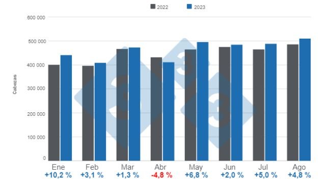 Gráfico 1. Beneficio mensual de porcinos en el período enero – agosto, variaciones anuales. Elaborado por el Departamento de Economía e Inteligencia de Mercados de 333 Latinoamérica con datos del DANE. 