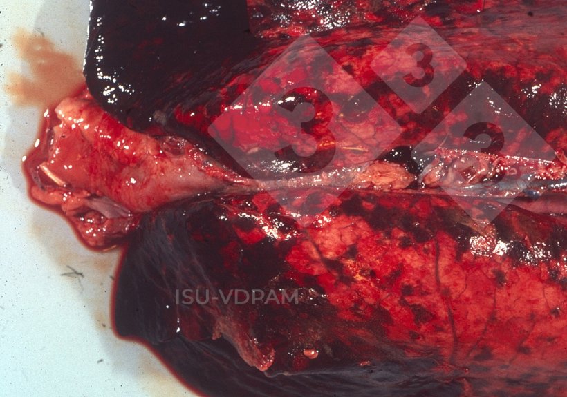 Figura 1: Lesiones pulmonares necrohemorrágicas típicas asociadas con la infección característica por APP. Fuente: ISU-VDPAM.