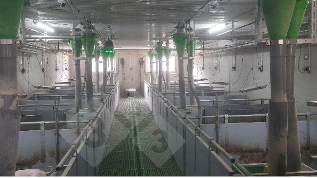 Dispositivo de seguimiento de cerdos sin raboteo.
