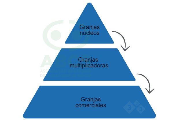 Figura 2: Estructura piramidal de un programa de mejoramiento gen&eacute;tico porcino. Las Granjas N&uacute;cleo son la c&uacute;spide de la pir&aacute;mide y donde se encuentran piaras puras o sint&eacute;ticas (con cerdos de alto valor gen&eacute;tico). Las granjas multiplicadoras multiplican&nbsp;el material gen&eacute;tico que se produce en las Granjas N&uacute;cleo. Las granjas comerciales reciben material gen&eacute;tico de Multiplier Farms y son cerdos destinados a beneficio. Fuente: ABCS, 2013.
