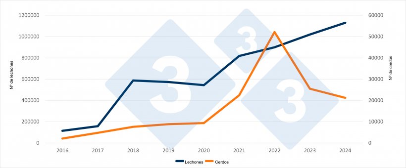 Importaciones españolas de lechones y cerdos neerlandeses durante los primeros semestres de 2016 a 2024. Fuente: 333 a partir de datos del RVO.