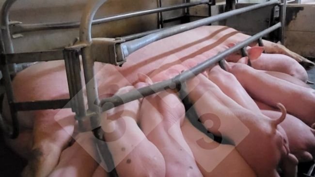 Imagen 1. Sistema de alimentación de precisión en maternidad (cortesía de Nosia).