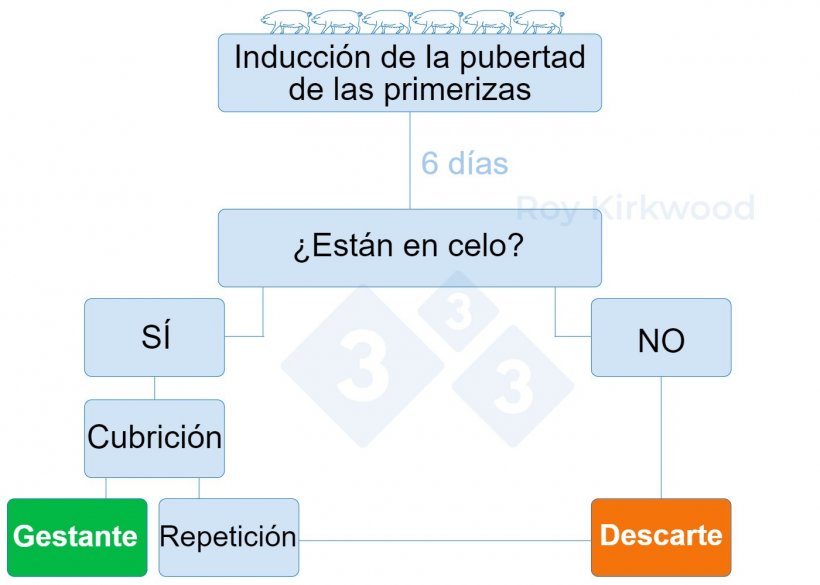 Figura 2: Protocolo propuesto de acuerdo a la respuesta del tratamiento de inducci&oacute;n a&nbsp;la pubertad. Nota: si observas &lt; 70% de primerizas en celo a los 6 d&iacute;as despu&eacute;s del tratamiento--&gt; es probable que tengas problemas con la detecci&oacute;n del celo.
