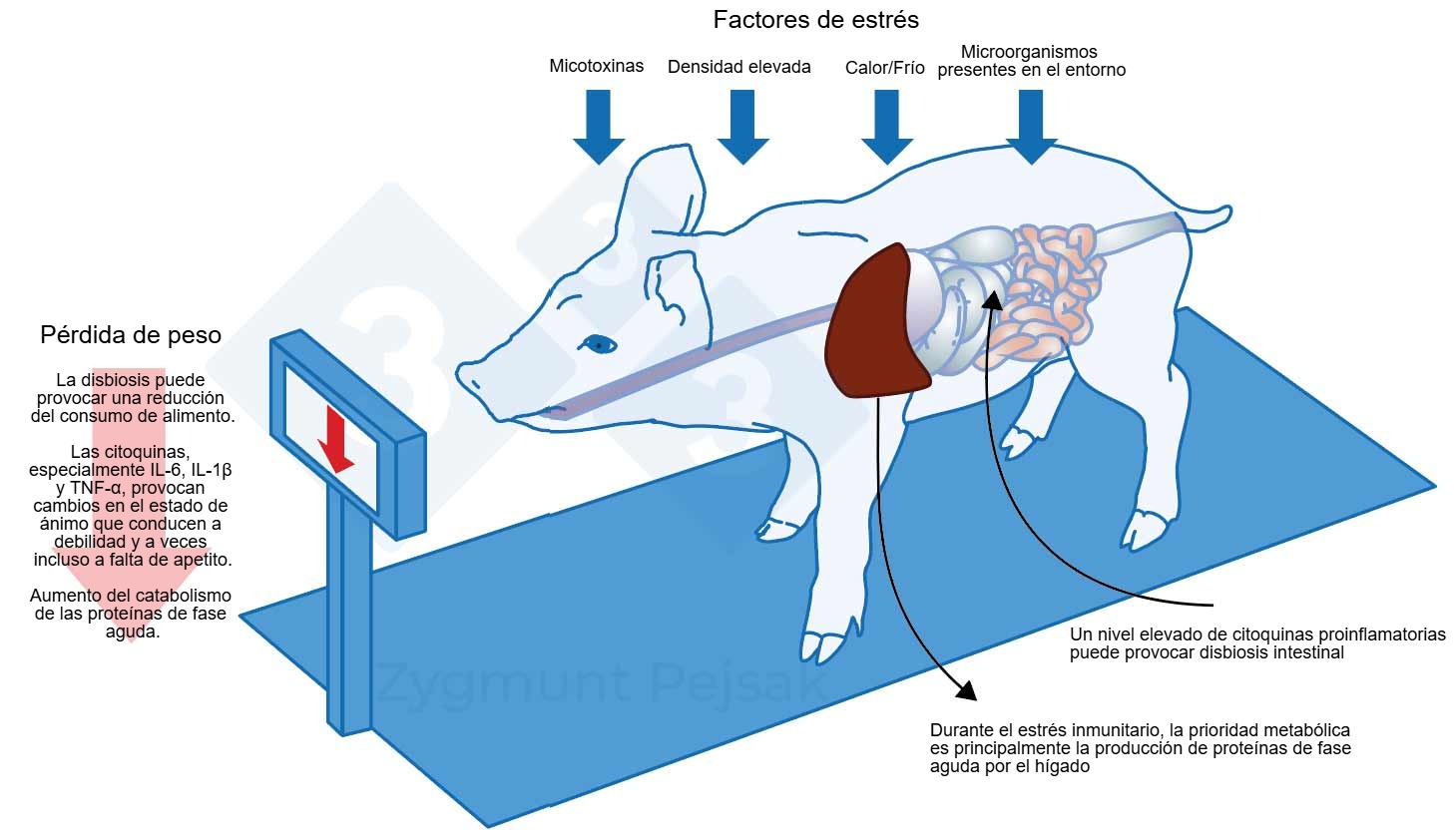 Figura 1. Uno de los costes extra de una alerta prolongada es la disminuci&oacute;n del apetito y, en consecuencia, un periodo de engorde m&aacute;s largo. Dado que la presi&oacute;n de los factores de estr&eacute;s ambiental afecta de forma diferente a cada animal, se producir&aacute; una diferenciaci&oacute;n en el peso de los lechones destetados o cerdos de engorde de la misma edad. La diferenciaci&oacute;n de peso entre animales de la misma edad puede tener graves consecuencias econ&oacute;micas. Adem&aacute;s, especialmente en animales j&oacute;venes, una dieta que no contenga nutrientes esenciales para reforzar la resistencia antiinfecciosa puede hacer que los animales sean m&aacute;s vulnerables. Efectos del estr&eacute;s sobre la inmunidad, la sanidad y la productividad, Z. Pejsak, 2023, 3tres3.com
