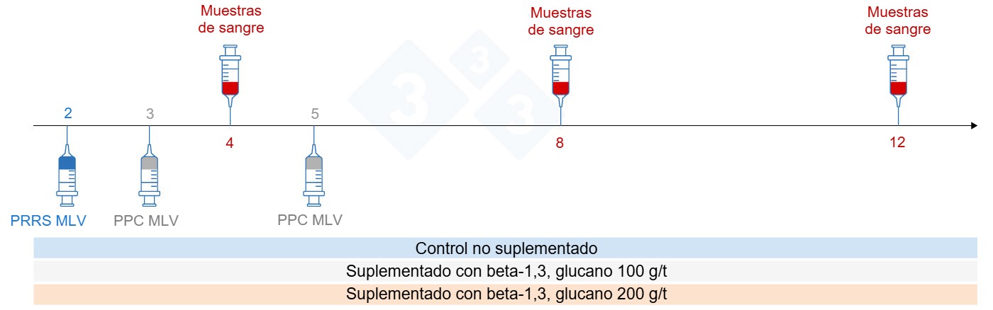 <p>Figura 5: Dise&ntilde;o del ensayo: grupos, momento de vacunaci&oacute;n y recogida de muestras de sangre (Chuaychu et al., 2024). Adaptado por S. Casir&oacute; de Chuaychu et al., 2024.</p>
