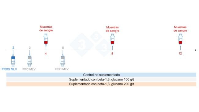 Figura 5: Dise&ntilde;o del ensayo: grupos, momento de vacunaci&oacute;n y recogida de muestras de sangre (Chuaychu et al., 2024). Adaptado por S. Casir&oacute; de Chuaychu et al., 2024.
