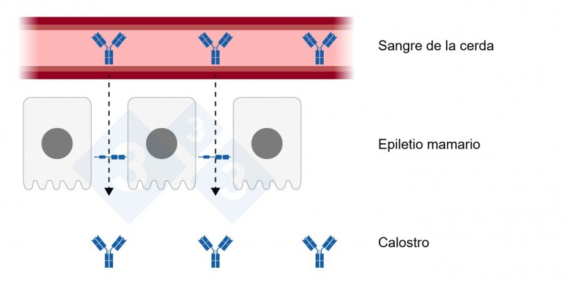 Figura 1: Uni&oacute;n estrecha relajada en el epitelio mamario. Elaborada por Sebastian Casir&oacute; &ndash; Adaptada de&nbsp;H. Quesnel y C. Farmer 2018
