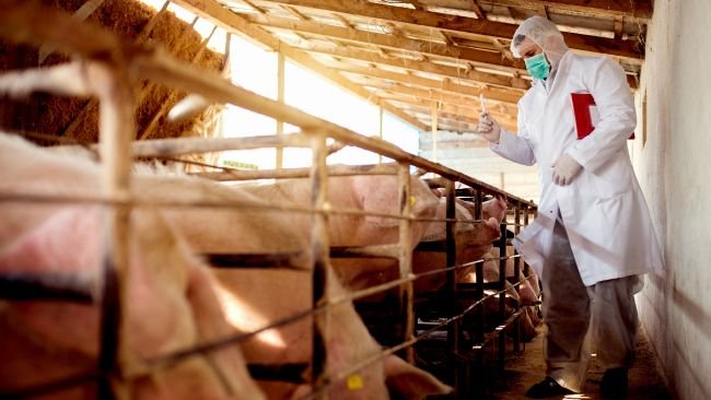 Control sanitario granjas