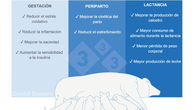 Figura 1. Efectos de la fibra como intervenci&oacute;n nutricional en dietas de cerdas.
