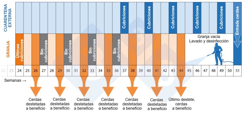 Figura 2. Cronograma del programa de despoblaci&oacute;n-repoblaci&oacute;n.
