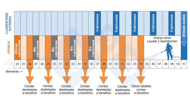 Figura 2. Cronograma del programa de despoblaci&oacute;n-repoblaci&oacute;n.
