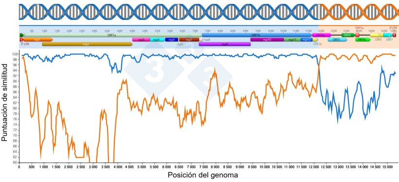 Figura 1: Representaci&oacute;n de una recombinaci&oacute;n que genera un nuevo virus. La regi&oacute;n anterior y posterior a los puntos de intersecci&oacute;n de las dos l&iacute;neas indica la&nbsp;porci&oacute;n&nbsp;de genomas recibidos de los dos virus parentales. Las regiones del genoma se muestran en la parte superior.
