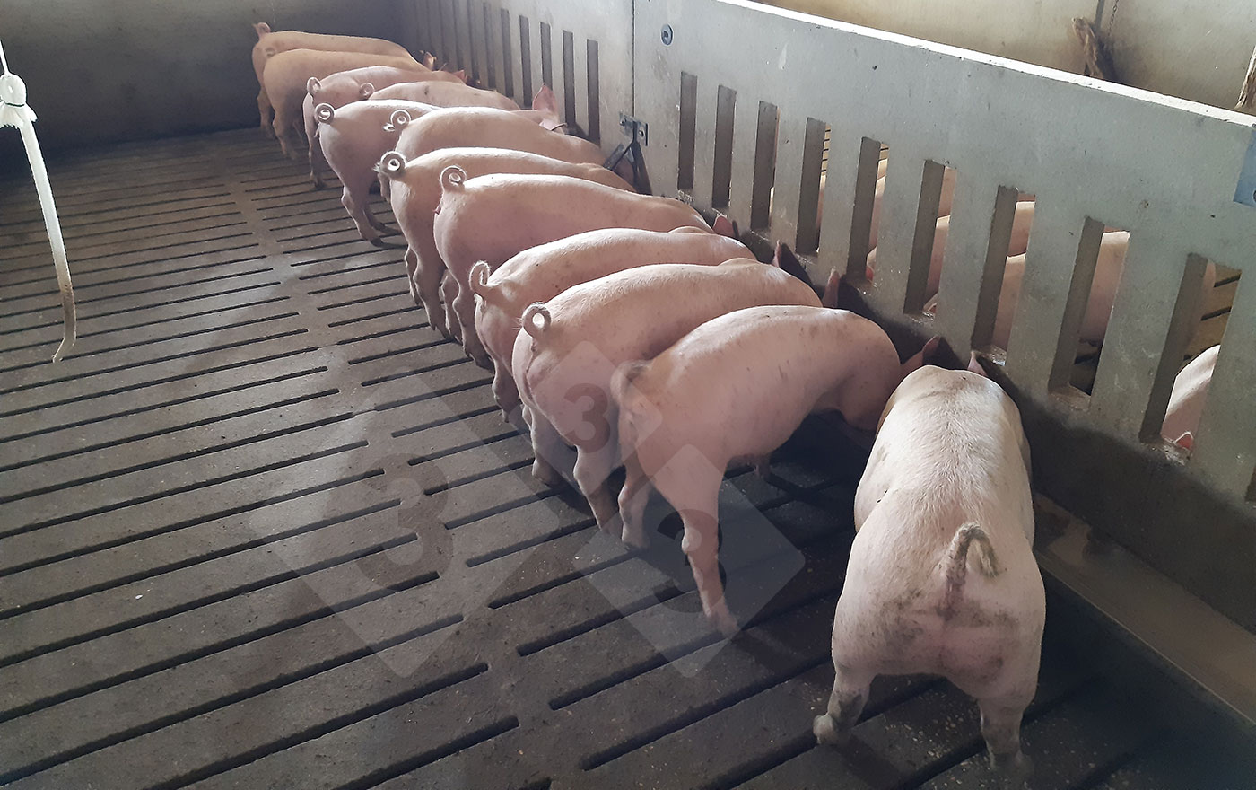 Alimentaci&oacute;n en raciones - comedero largo.
