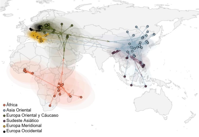 Figura 2. Propagaci&oacute;n global del virus de la PPA (Rossi et al. bioRxiv 2025).
